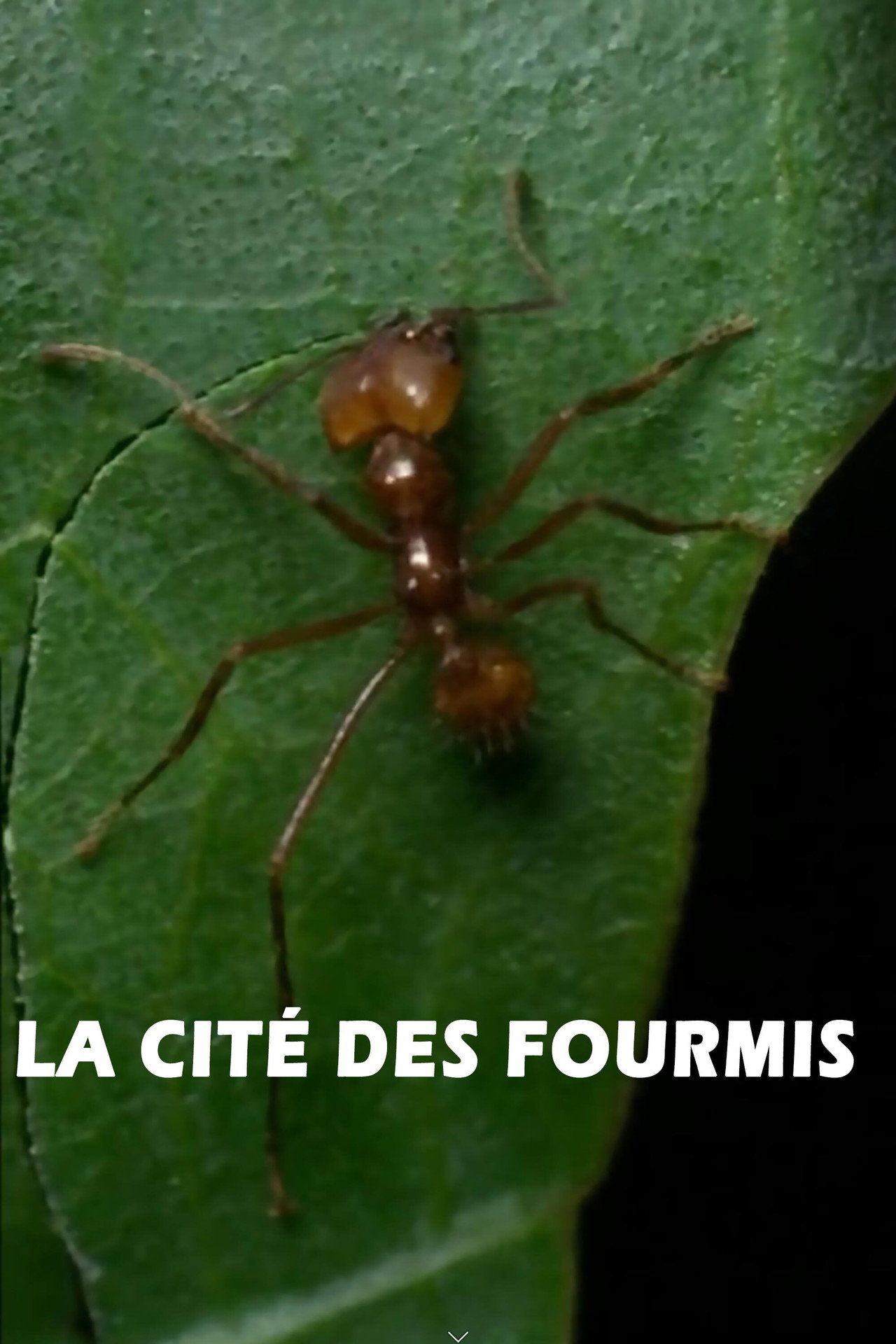 La cité des fourmis filmaffisch