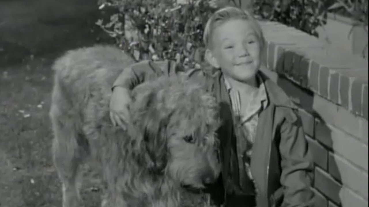 Hazel - Season 1 Episode 7 : A Dog for Harold