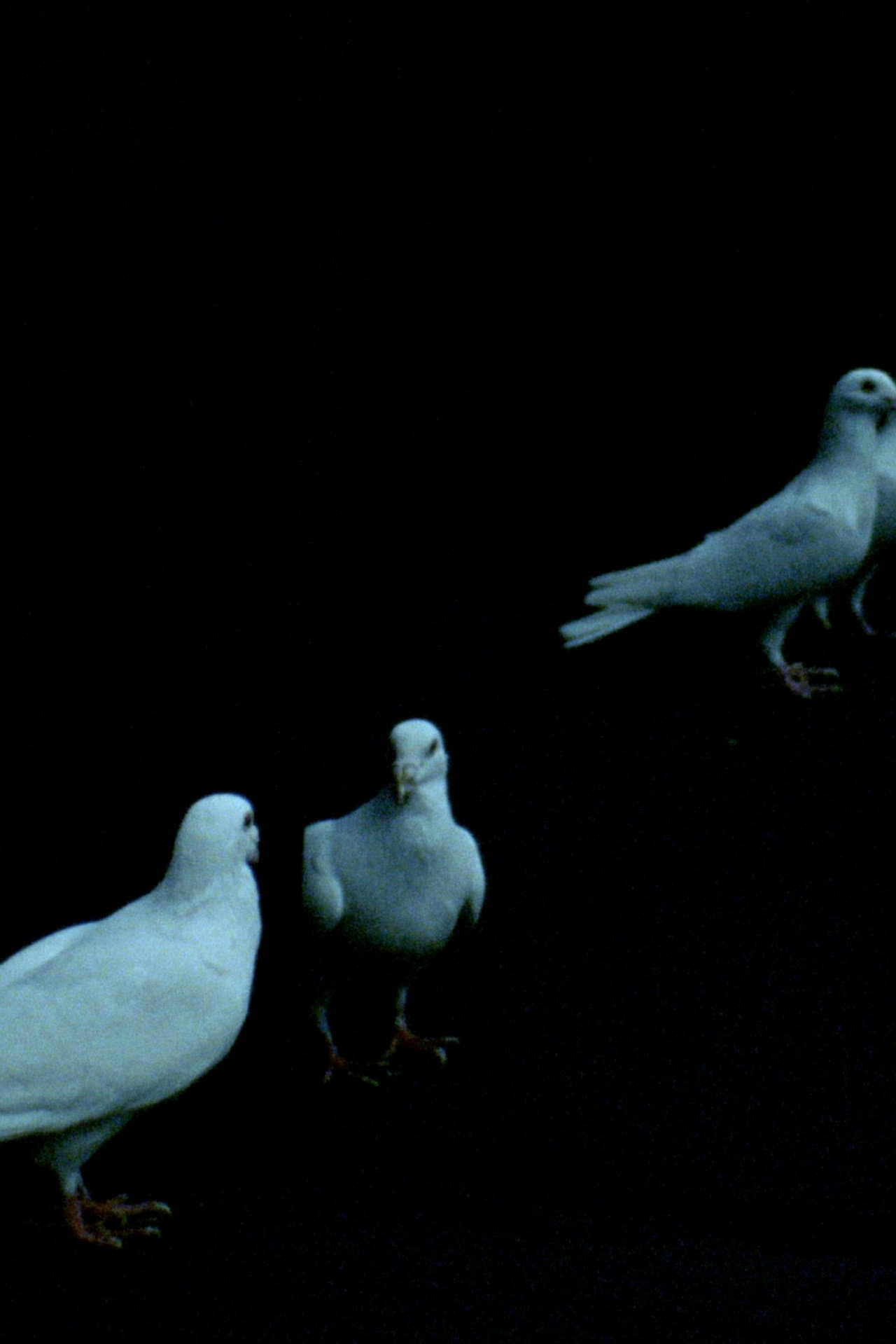Palomacia