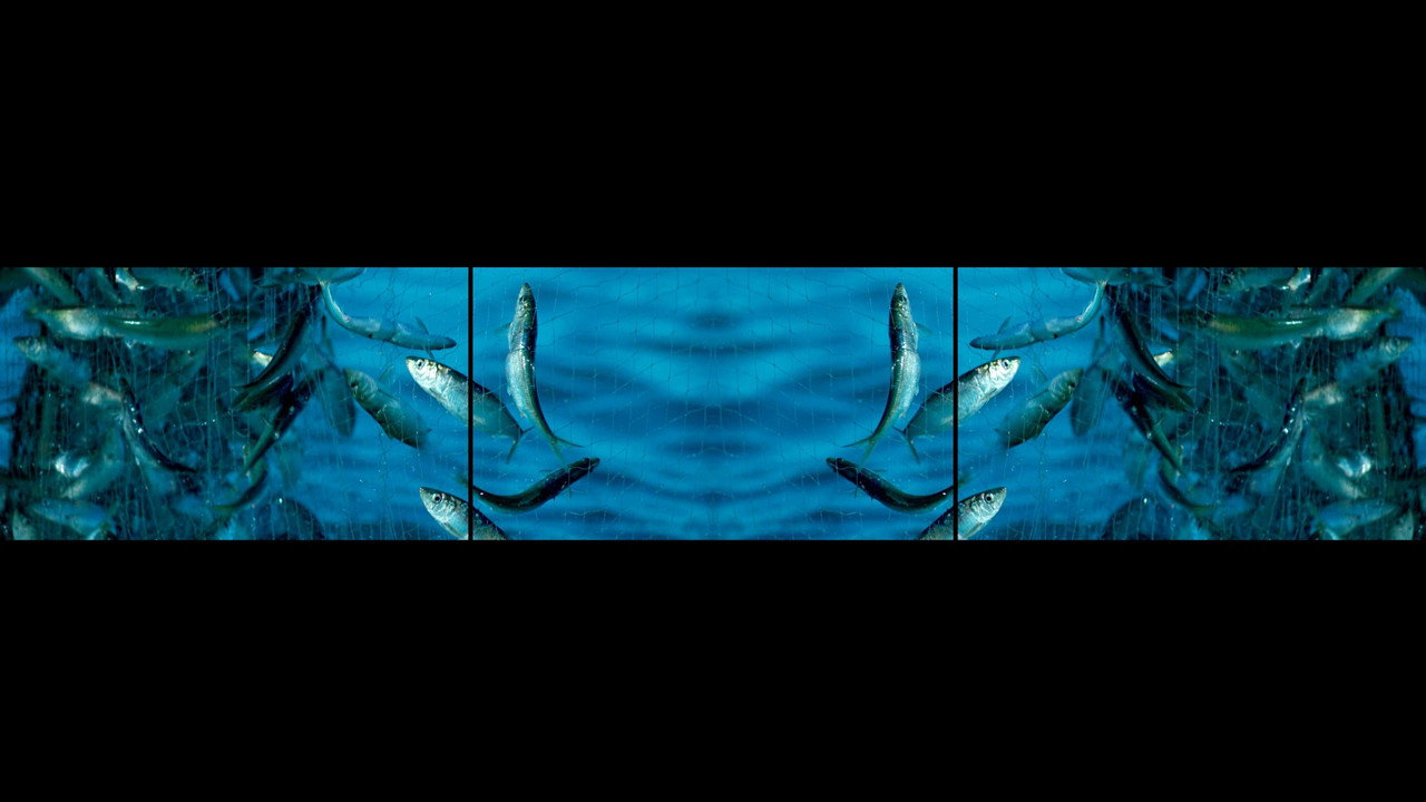 GO FISH still 5