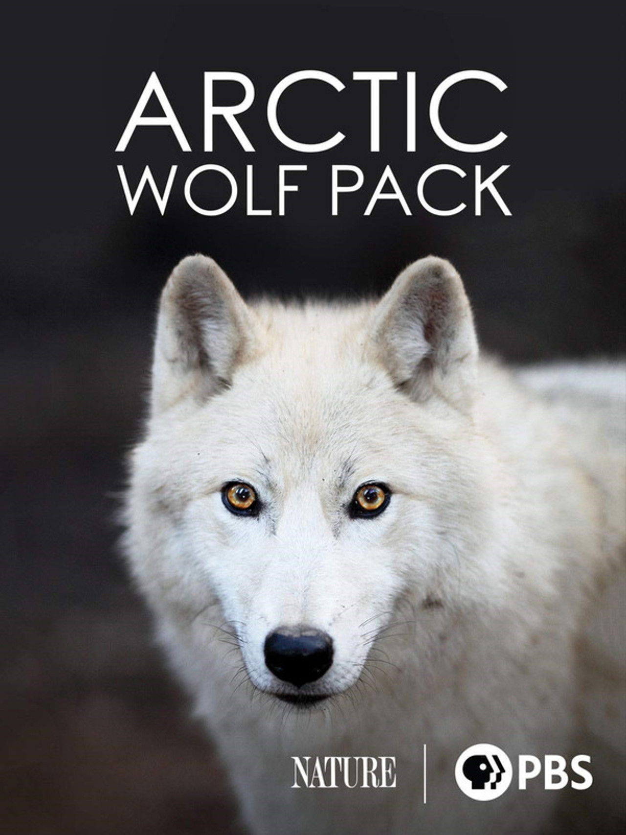 Nature: Arctic Wolf Pack Backdrop