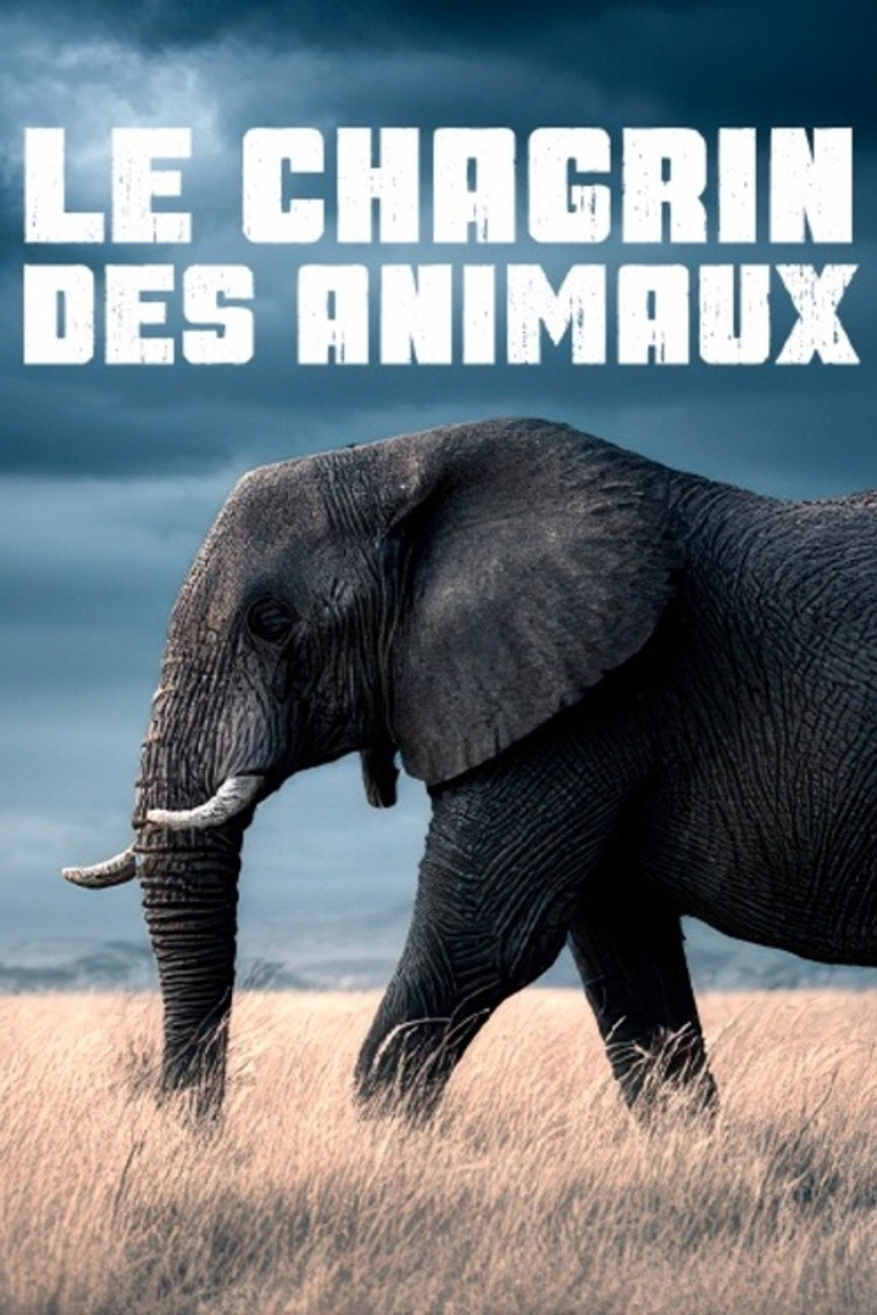 Le chagrin des animaux : mythe ou réalité ? filmaffisch