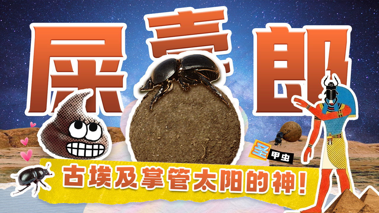 斑马百科探索 — Épisode 12