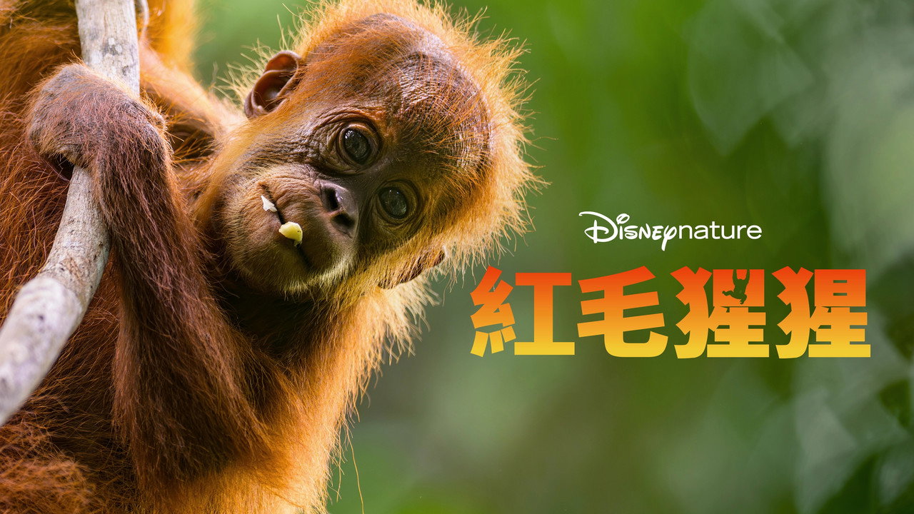 Orangutan backdrop