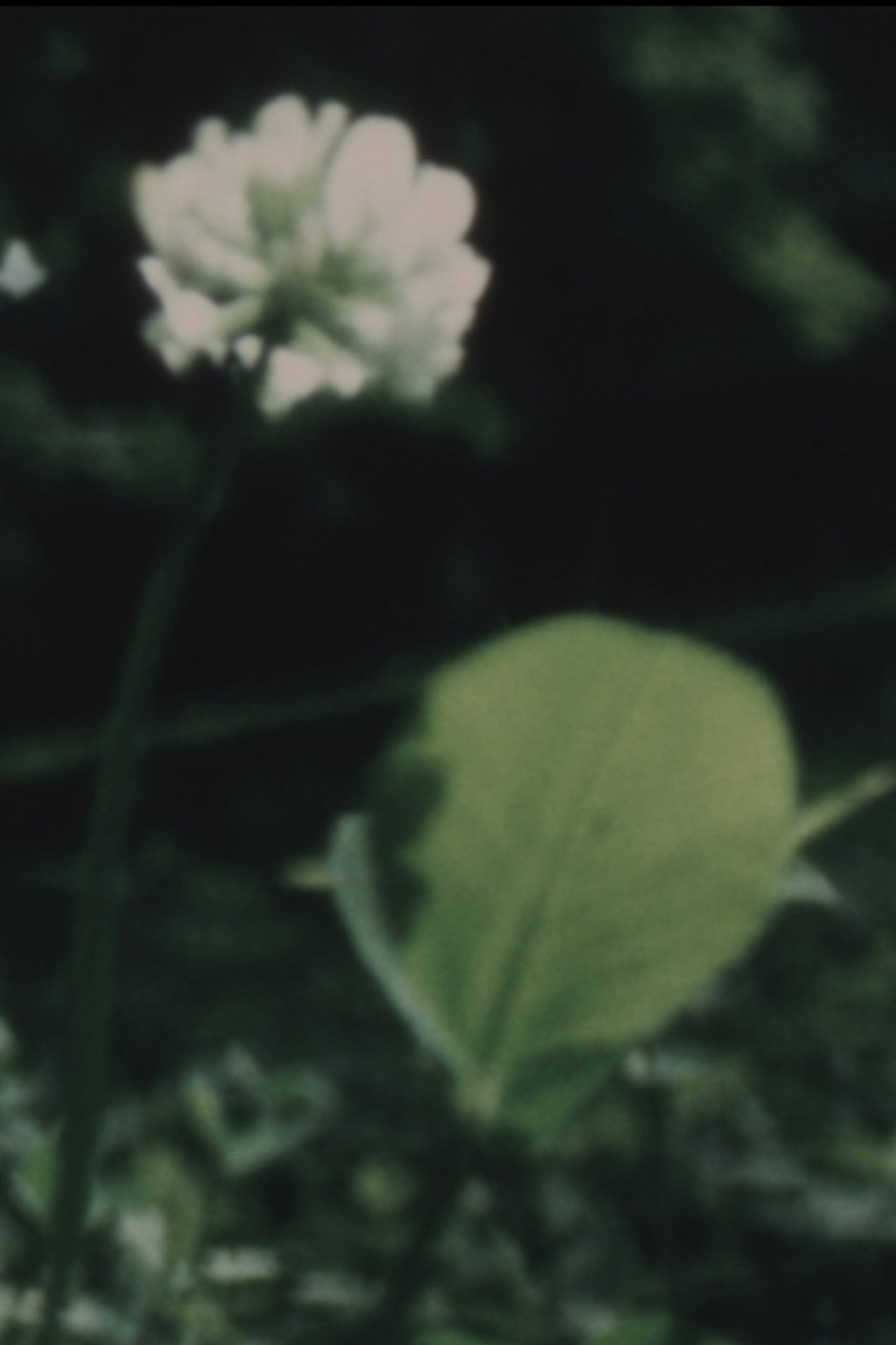 Wildflower