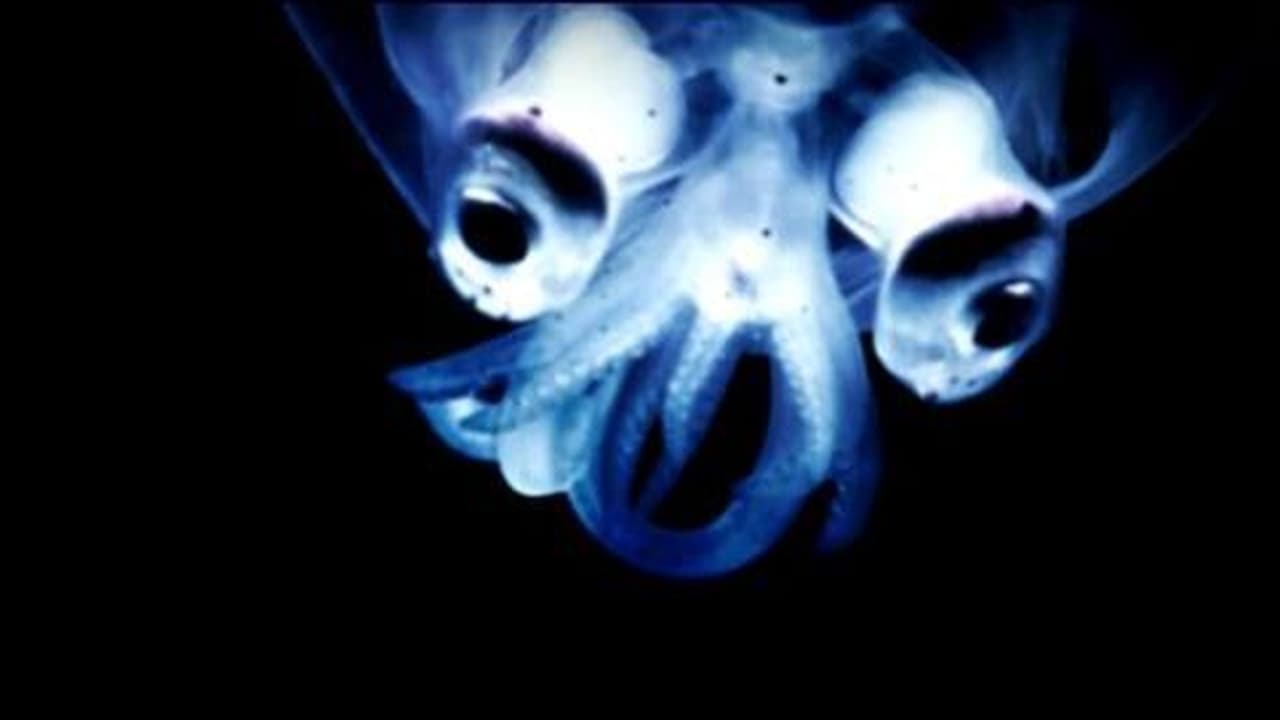 Cuarto milenio - Season 1 Episode 8 : Kraken, monstruos del abismo