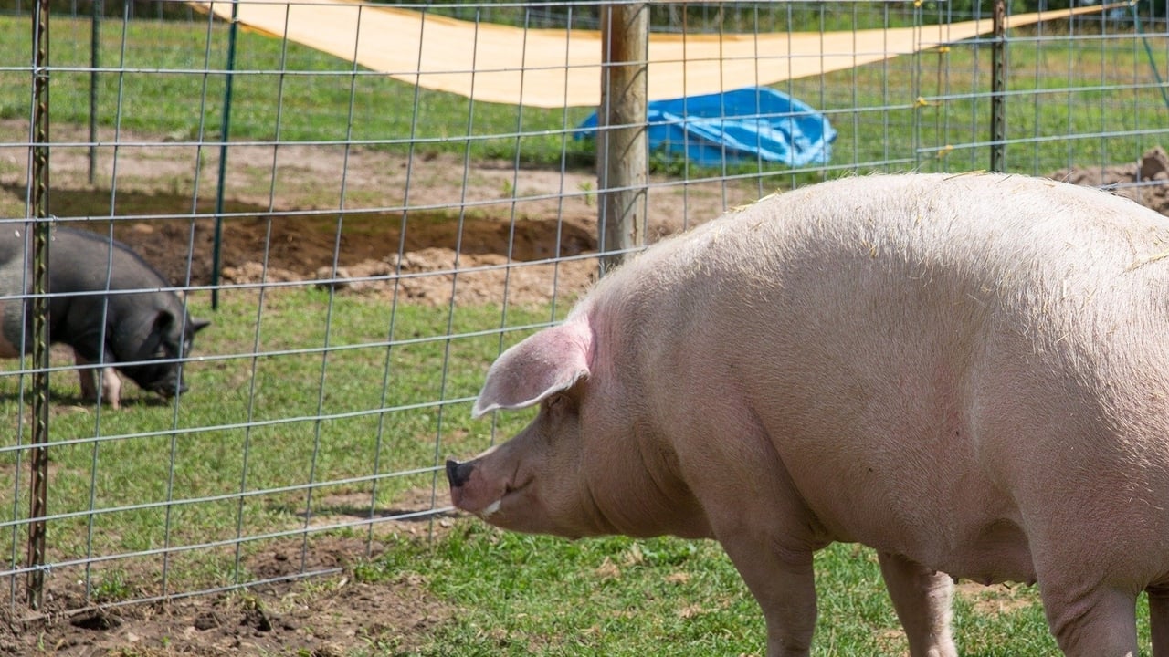 The Incredible Dr. Pol - Season 18 Episode 9 : Pig and Small