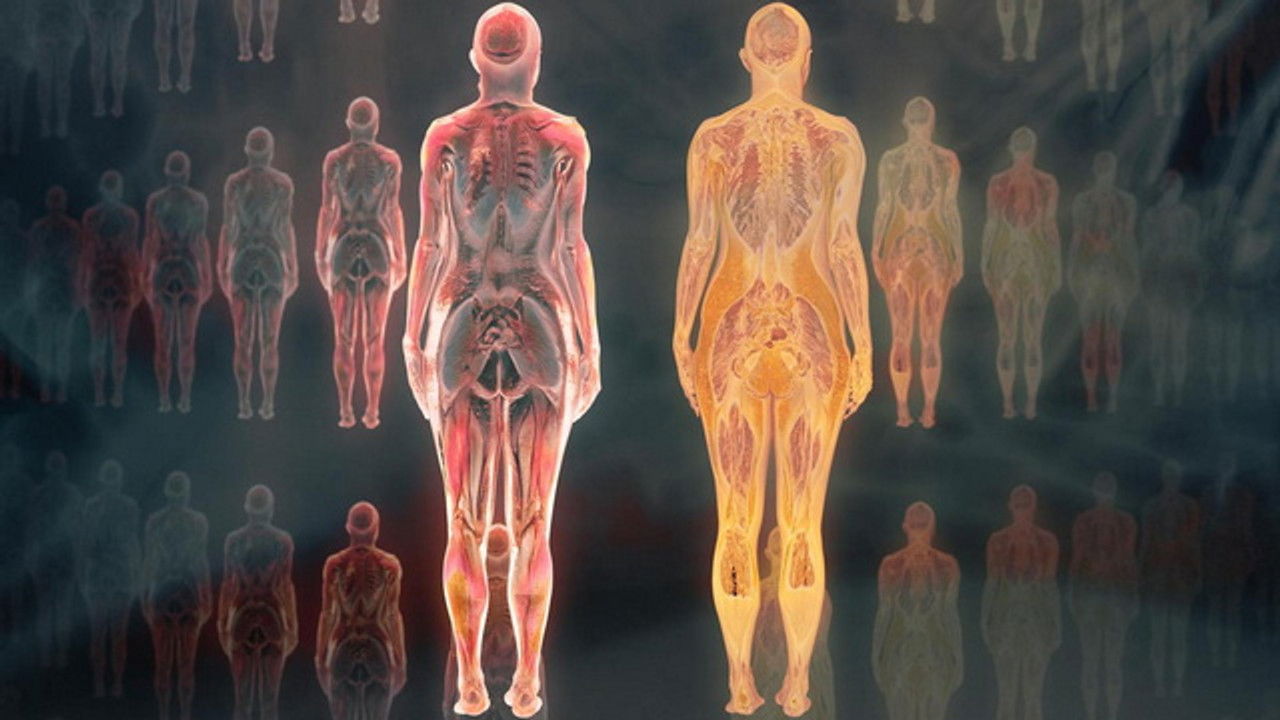 Science grand format — Notre corps, ce réseau social