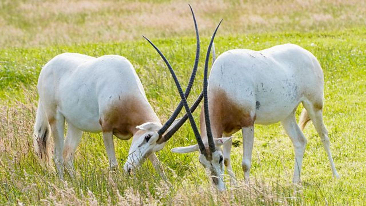 Animal Park — Épisode 12