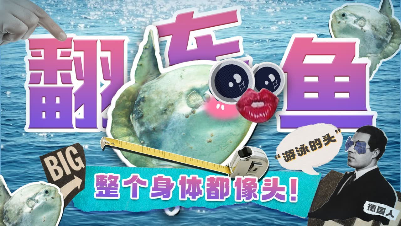 斑马百科探索 — Épisode 4