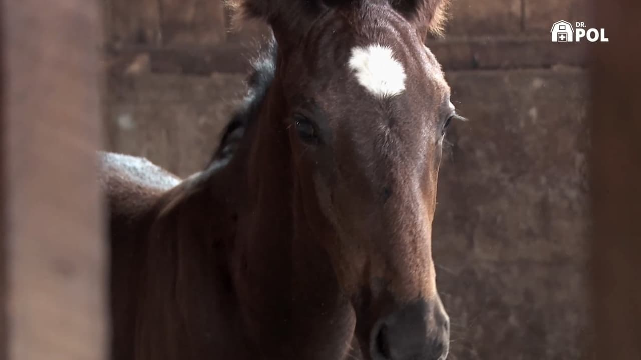 The Incredible Dr. Pol - Season 21 Episode 5 : Pol on Patrol