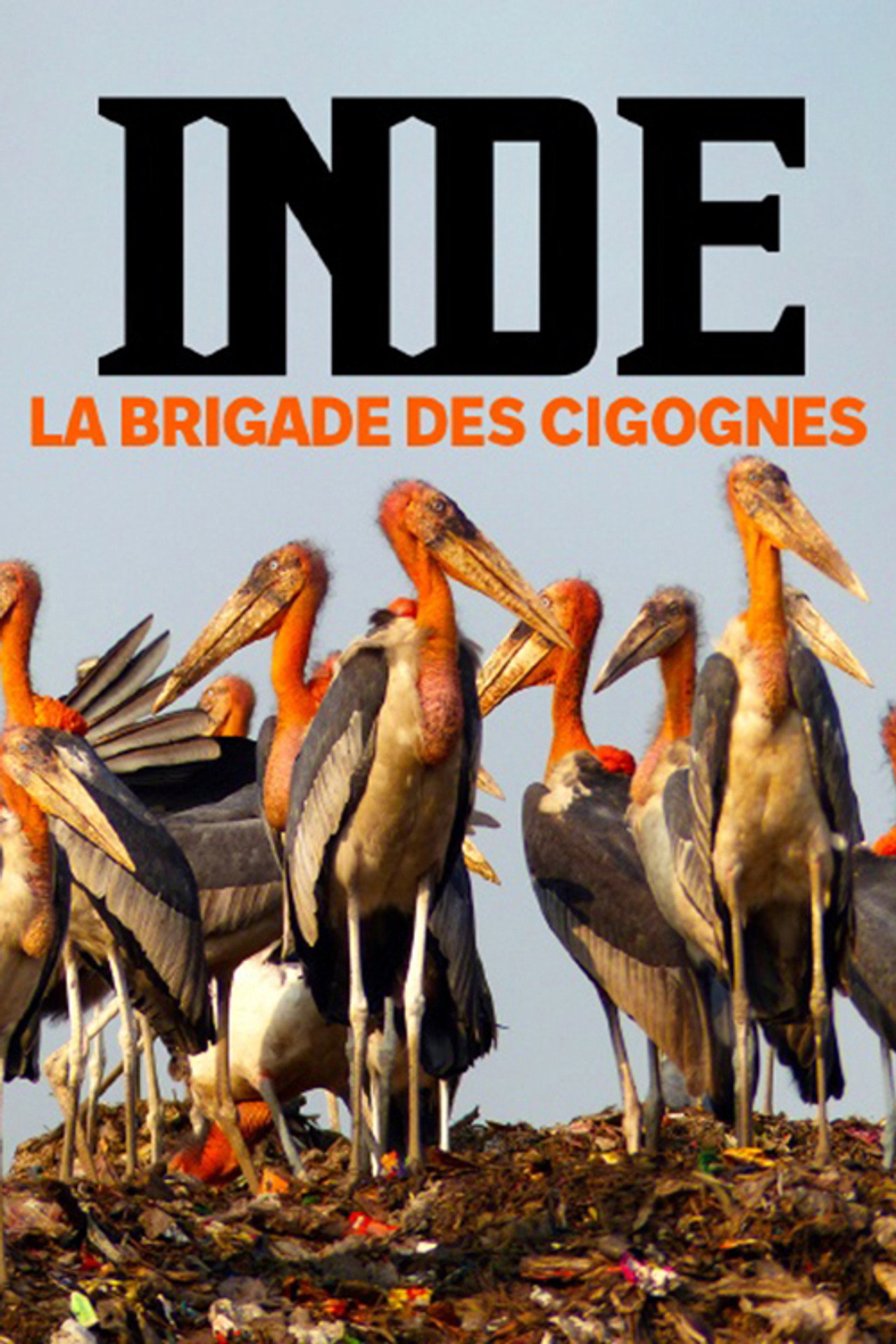 Inde, la brigade des cigognes filmaffisch
