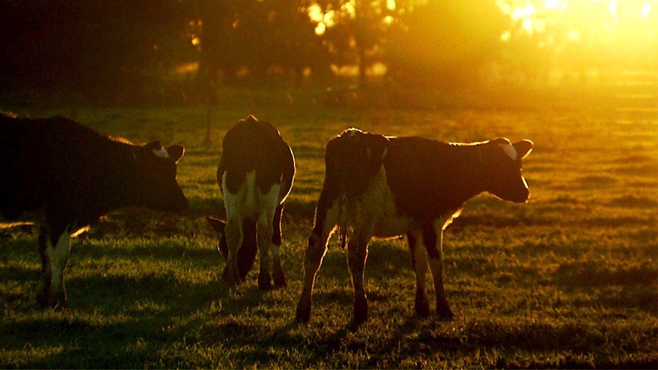 Milked Dry