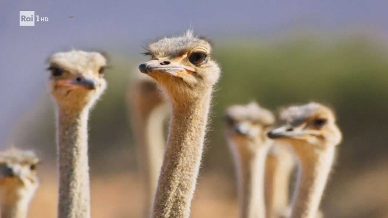 Journey into the "game" of seduction