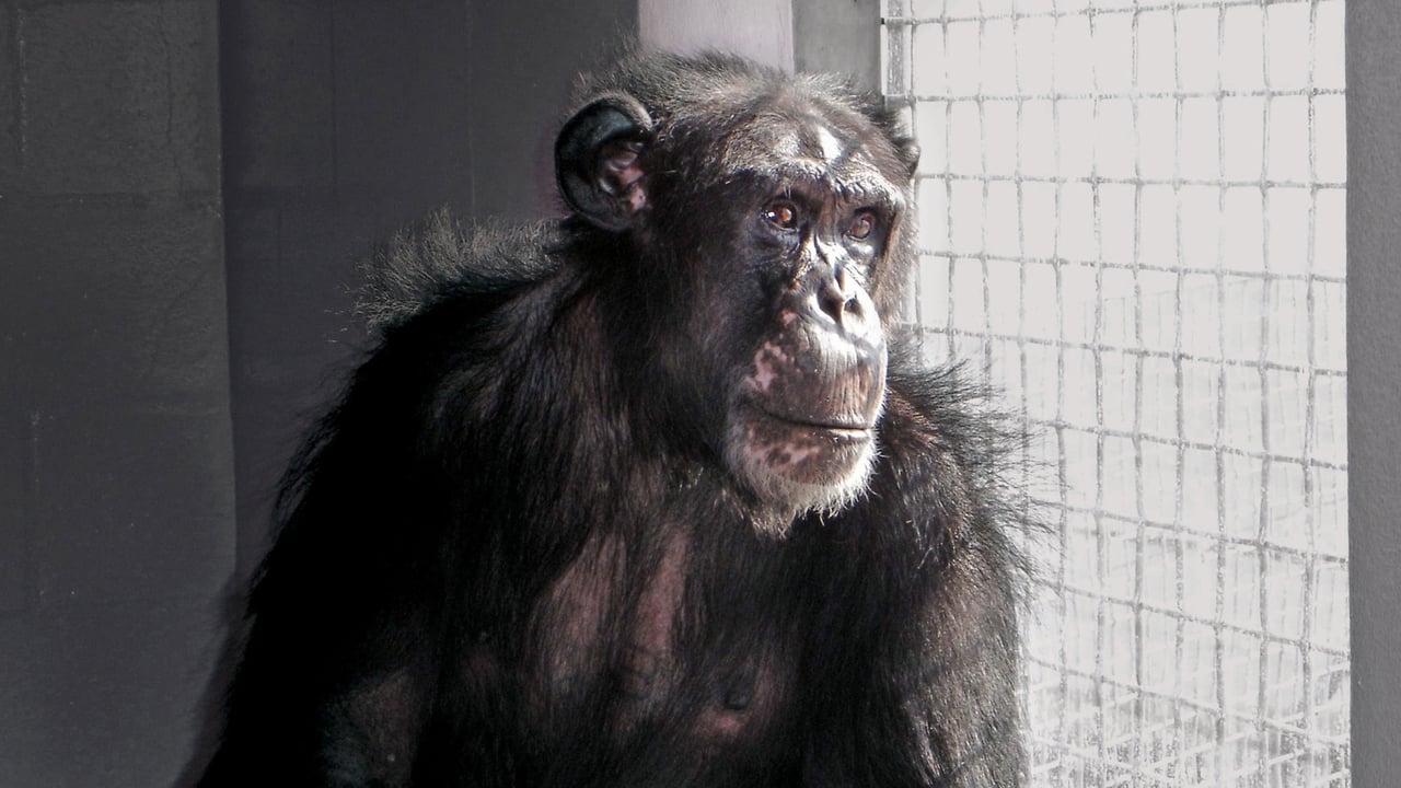 Nature - Season 25 Episode 1 : Chimpanzees: an Unnatural History