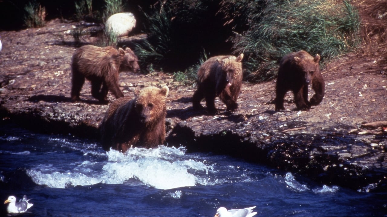 Nature - Season 18 Episode 11 : Showdown at Grizzly River