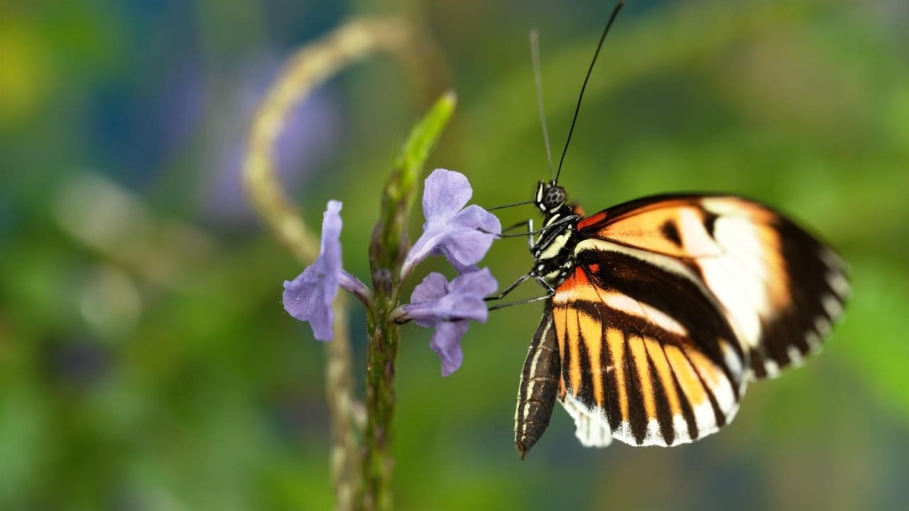 Nature - Season 36 Episode 12 : Sex, Lies and Butterflies