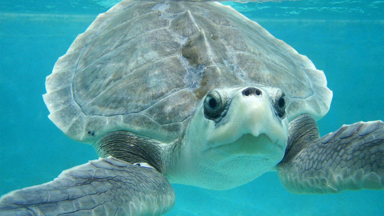 Stranger Than Nature — Épisode 6