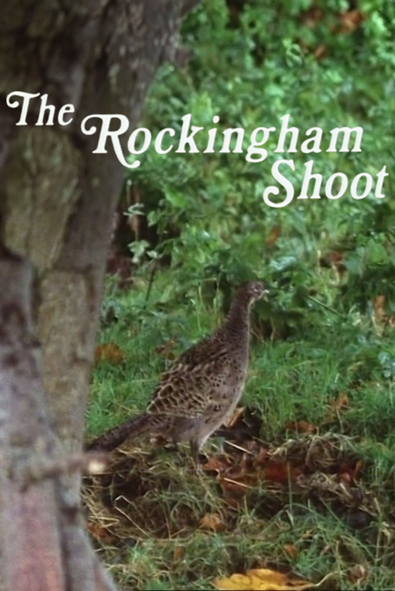 The Rockingham Shoot