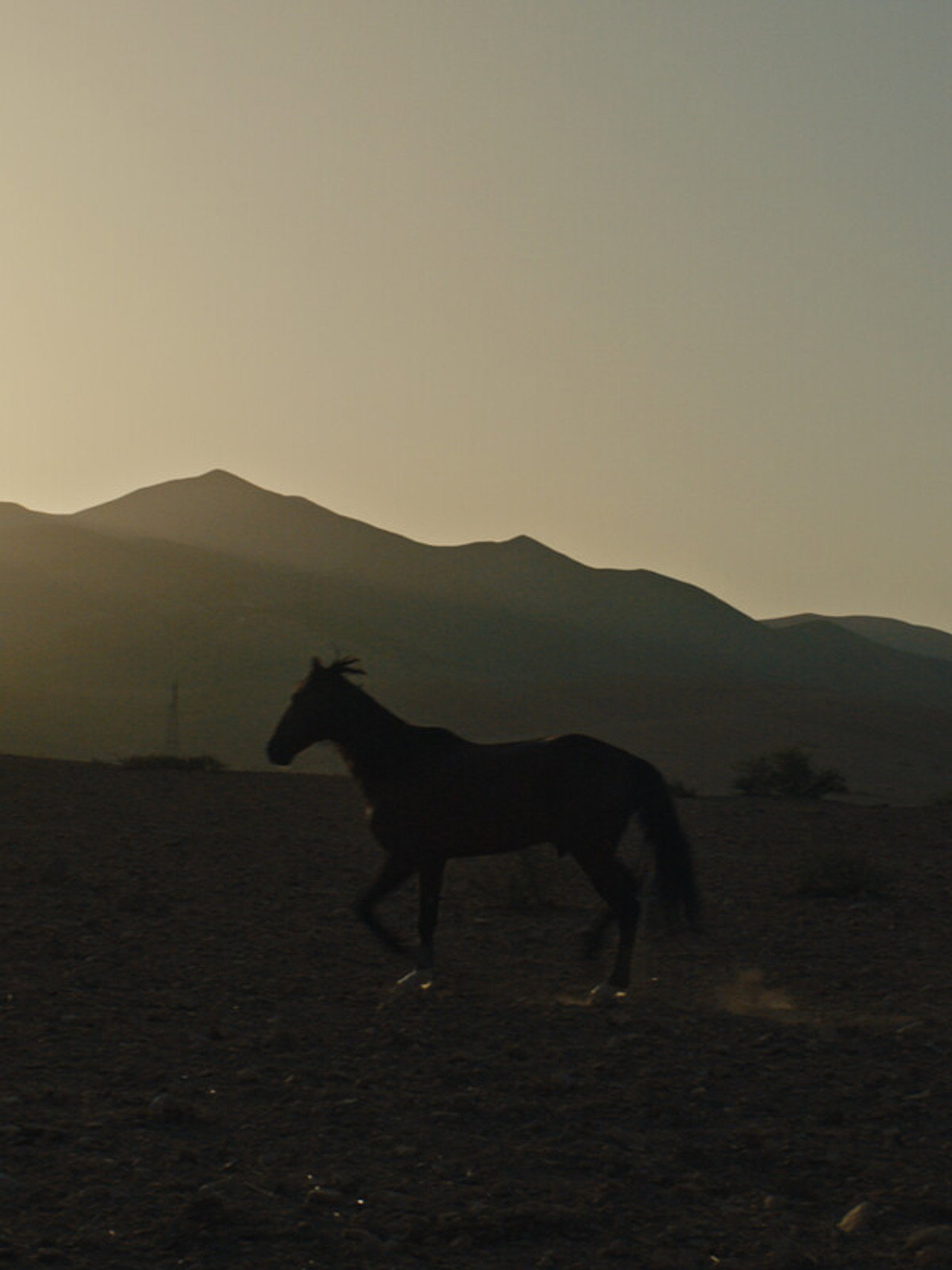 Pourquoi As-Tu Laissé le Cheval à sa Solitude? filmaffisch