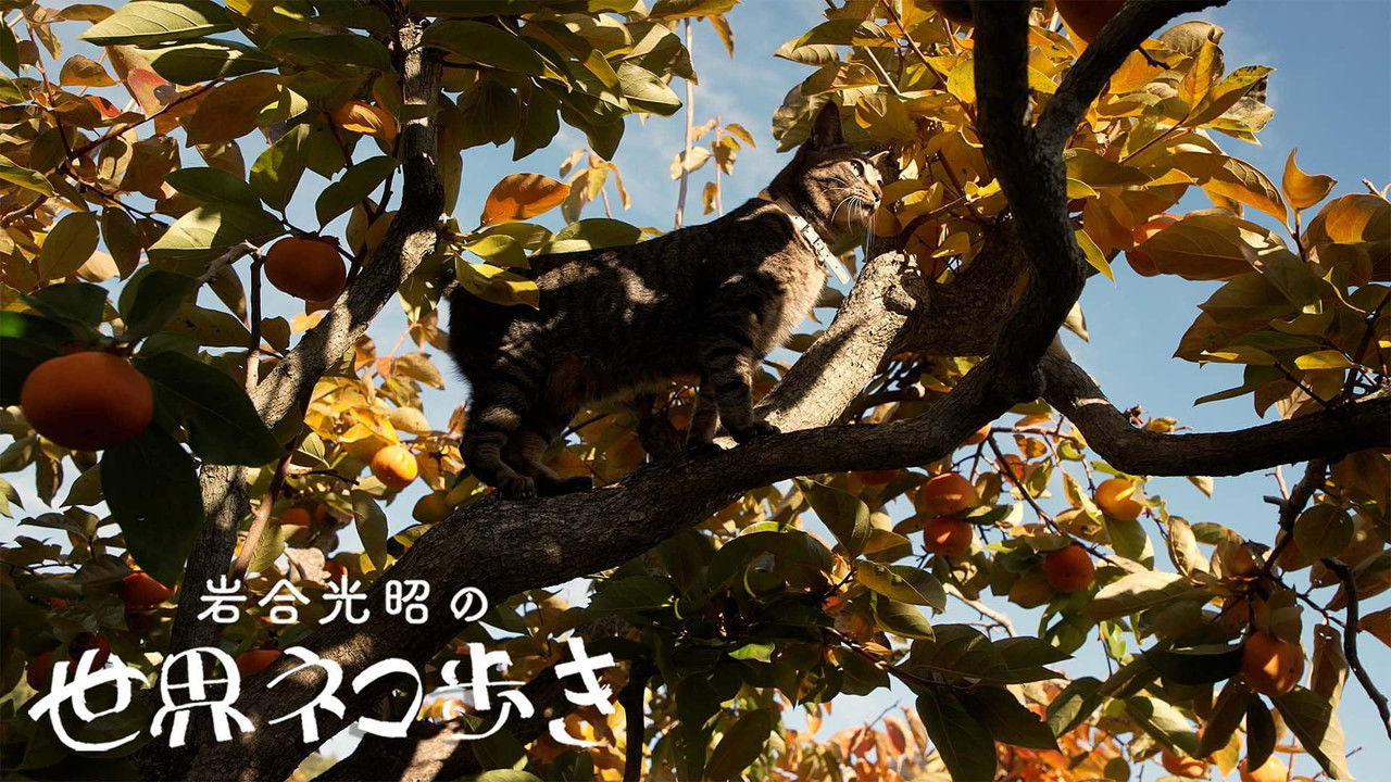 岩合光昭の世界ネコ歩き — Épisode 153