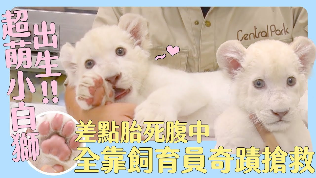 超Q萌！日本動物寶寶大集合～難得一見！獵豹6胞胎寶寶量體重囉