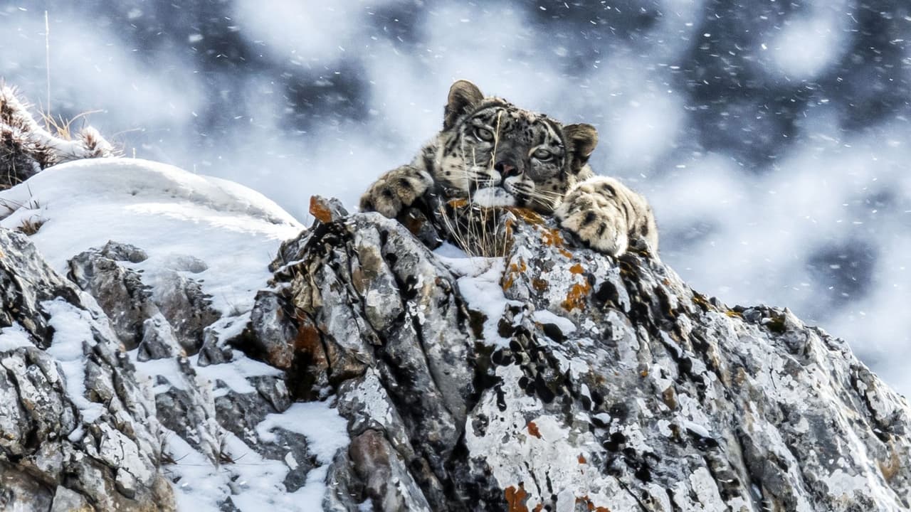 Scen från The Frozen Kingdom of the Snow Leopard