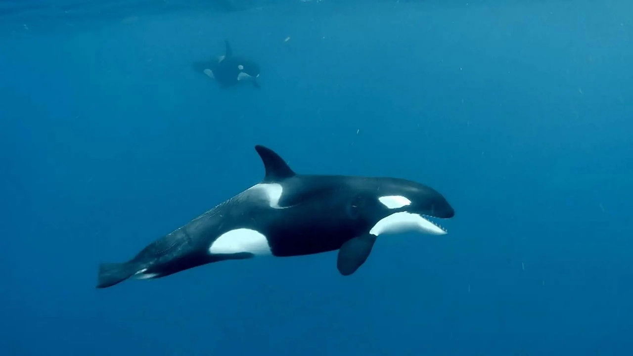 Drôle de nature — Défense du Cachalot