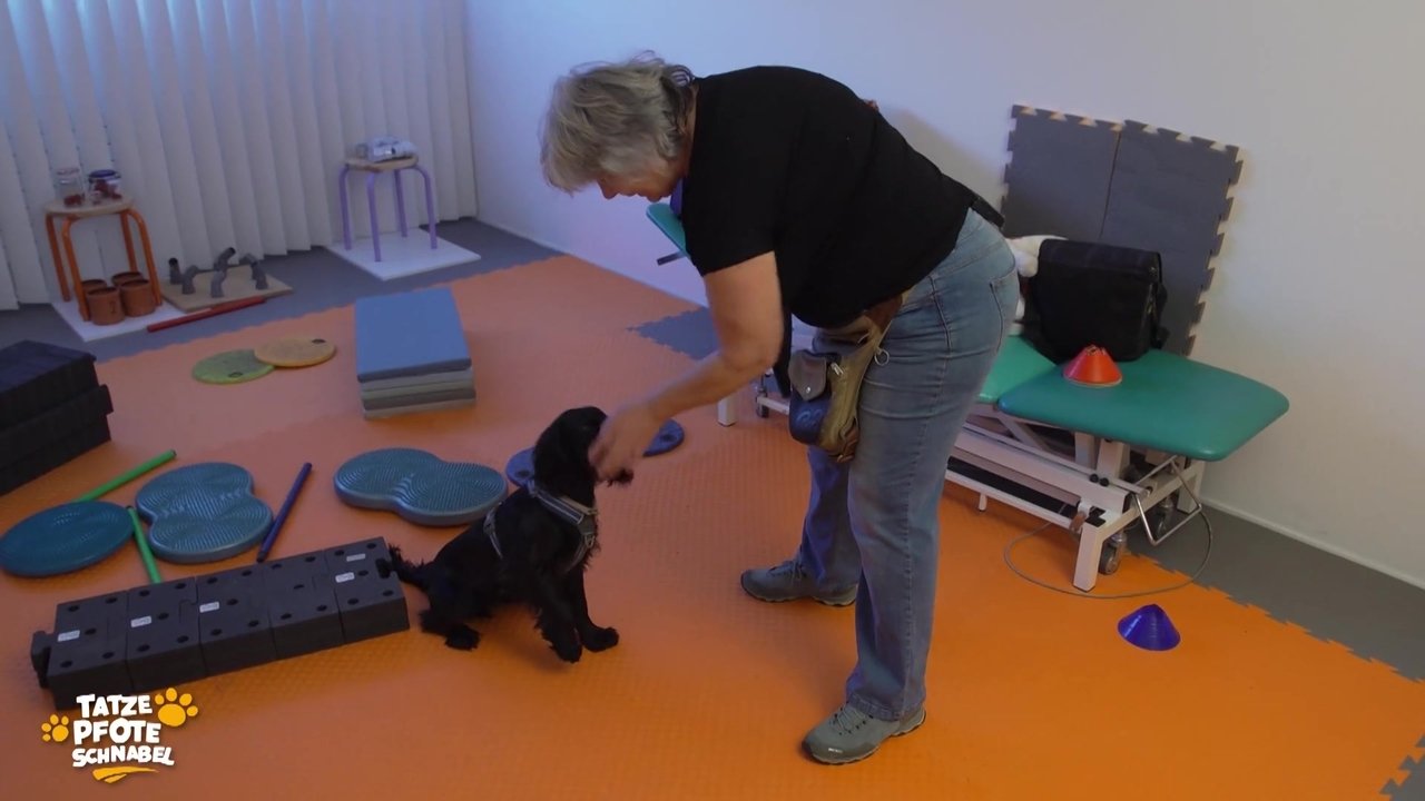 Tatze, Pfote, Schnabel - Season 3 Episode 5 : Episode 5