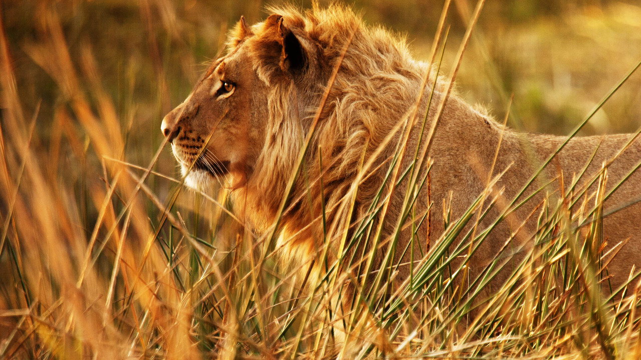 Wild Botswana backdrop