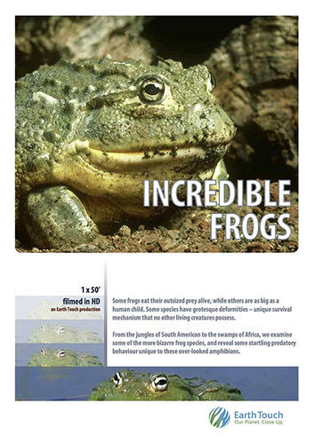 Incredible frogs poster