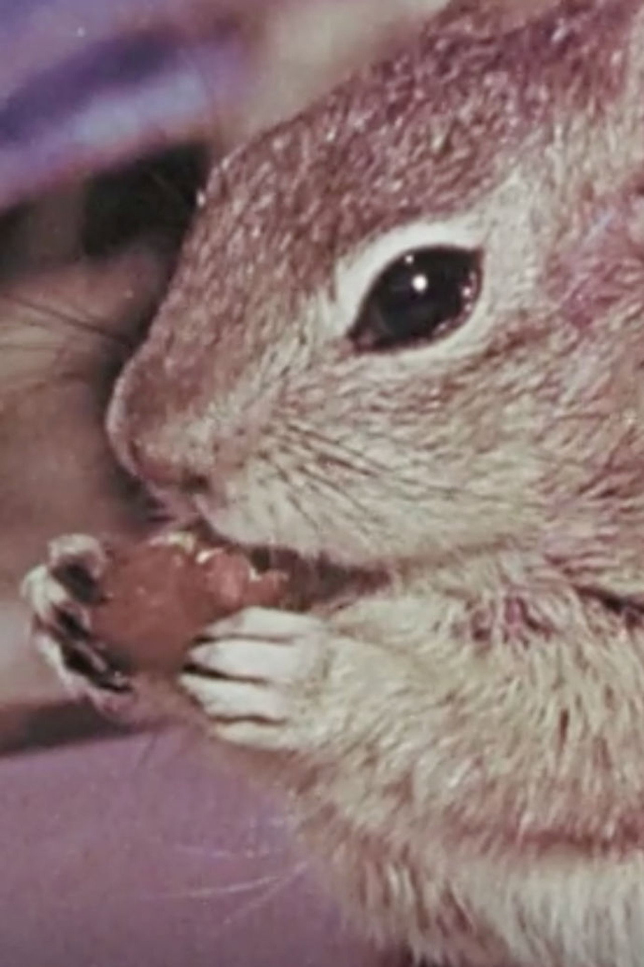 Squeak the Squirrel