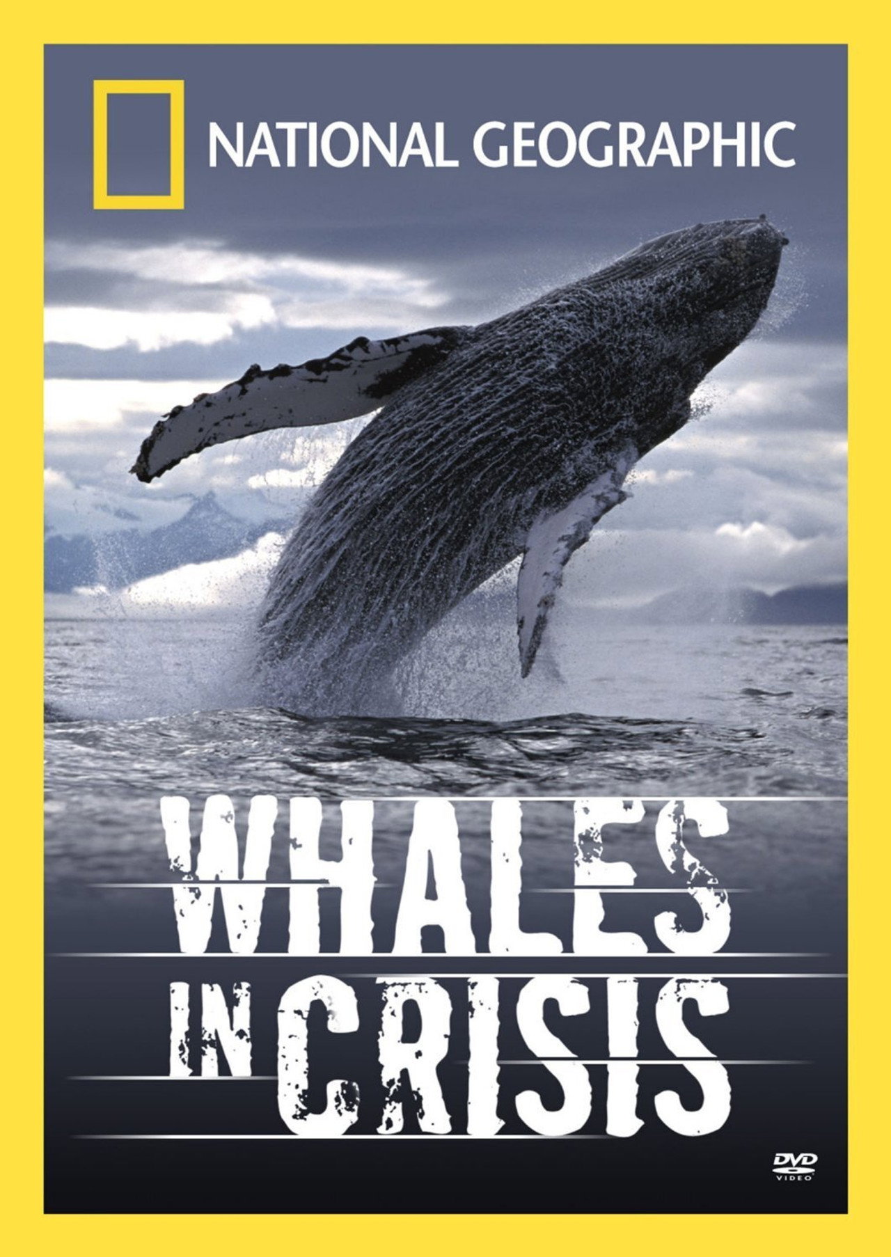 Whales in Crisis filmaffisch