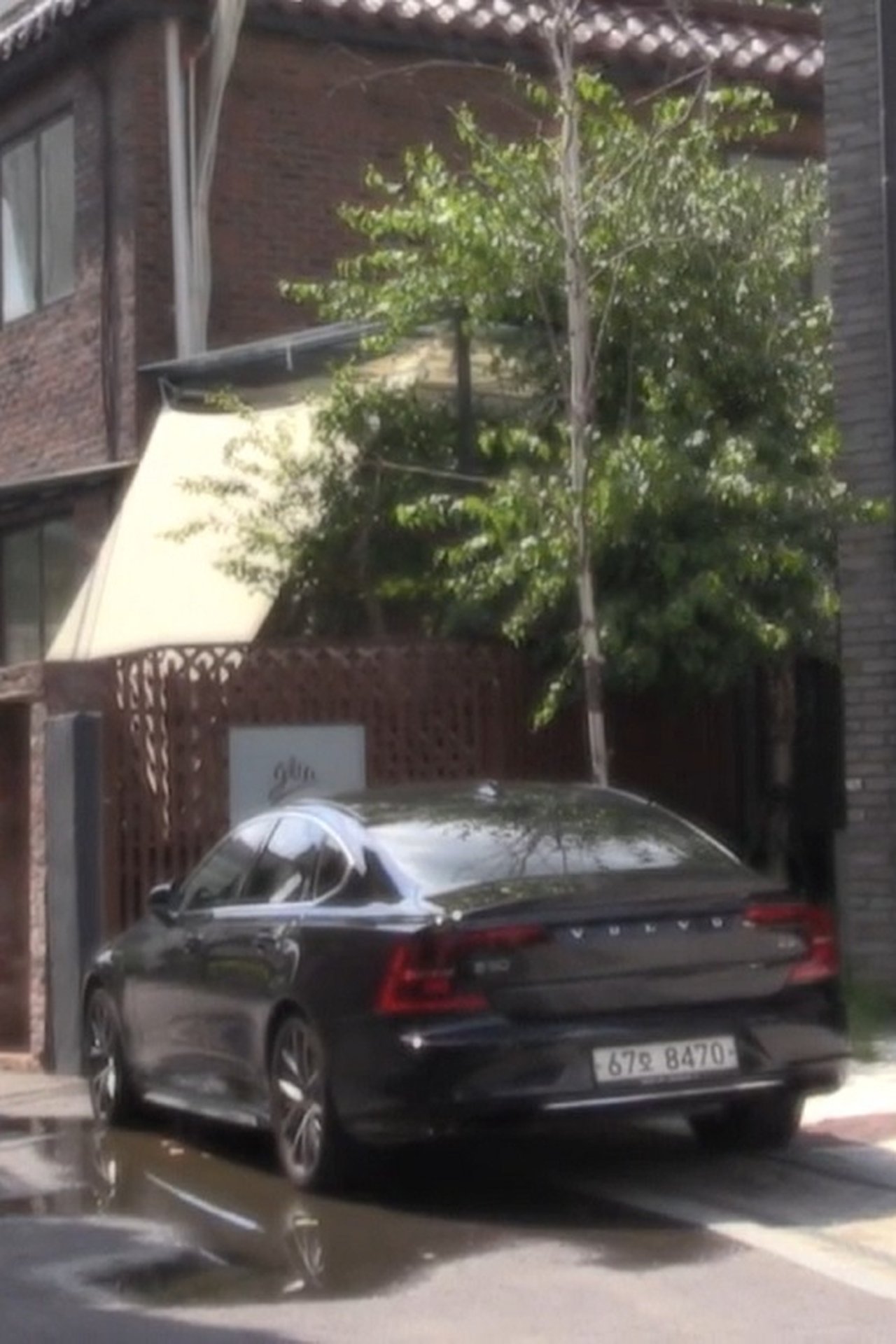 Tree Above Volvo 2025