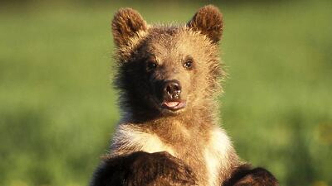 All About Animals — Épisode 15