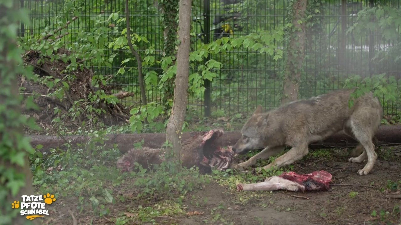 Tatze, Pfote, Schnabel - Season 2 Episode 8 : Episode 8