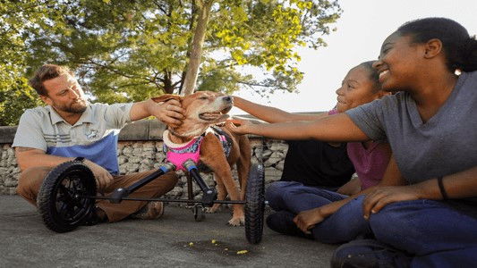 The Wizard of Paws - Season 3 Episode 9 : Bella