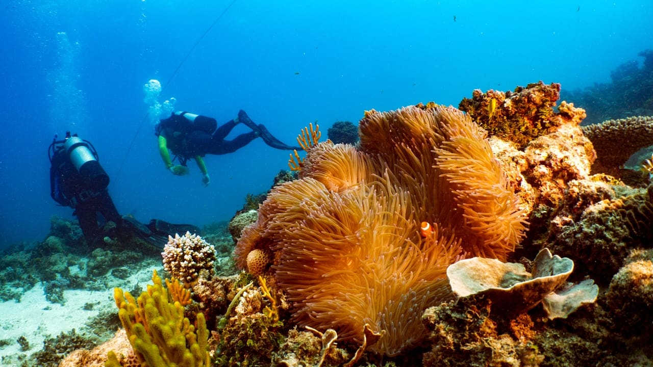 Great Barrier Reef: The Next Generation background