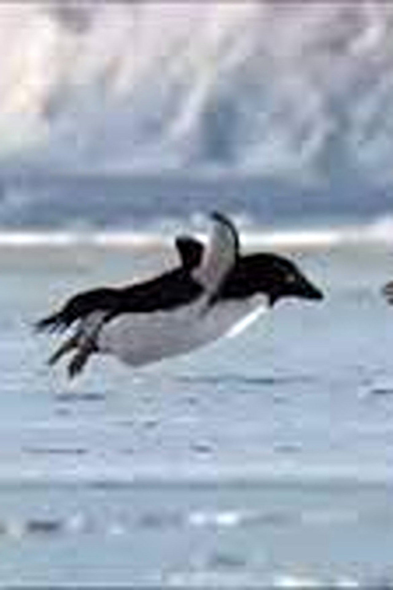 Miracles of Evolution Backdrop