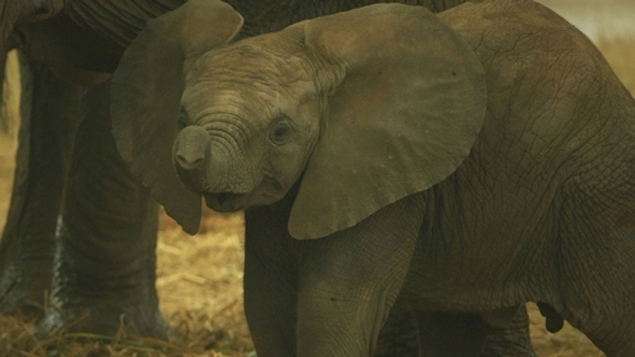 森林女王 — Épisode 4