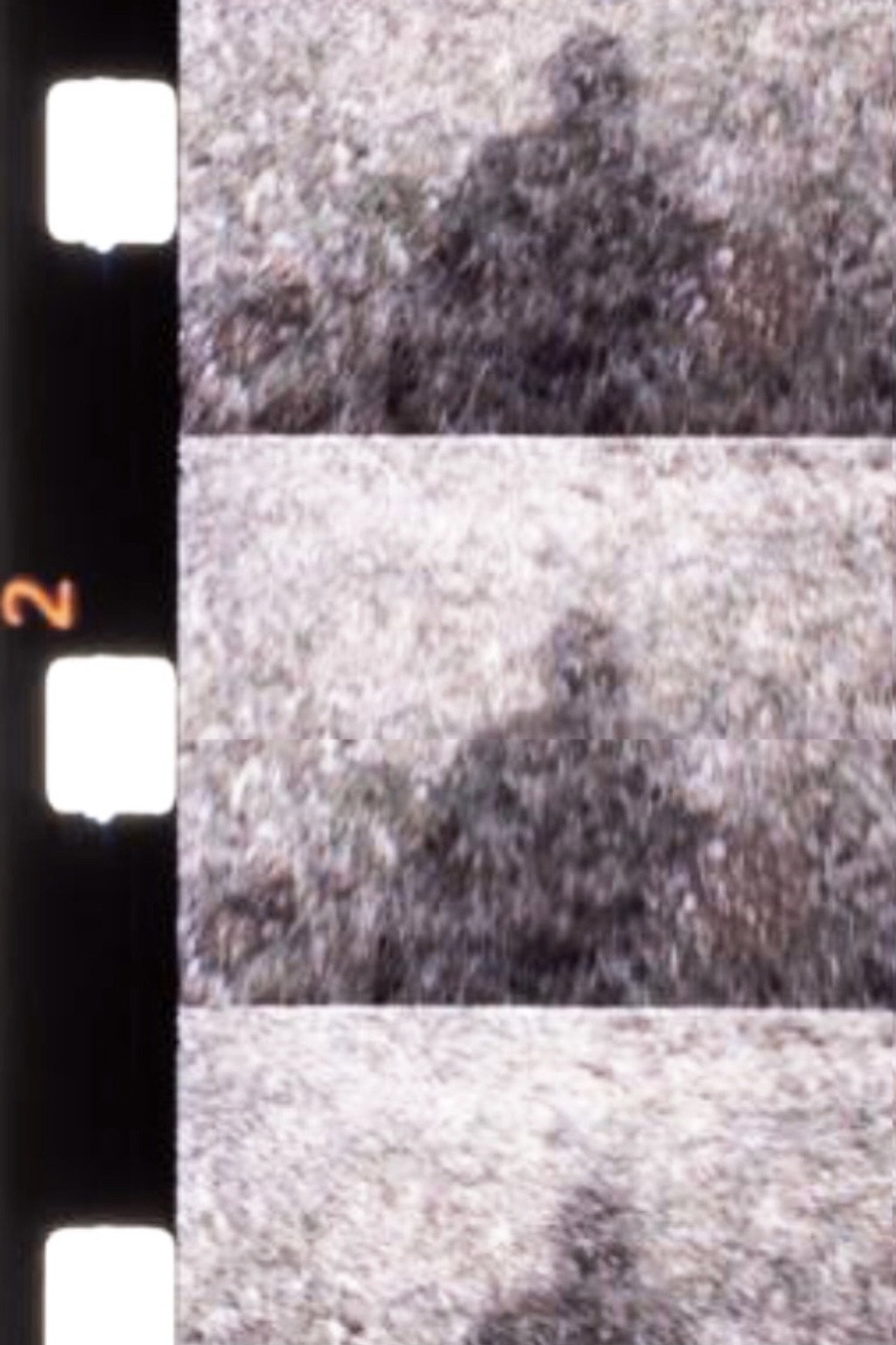 Jeux d'Ombres et de Neige dans une Forêt filmaffisch