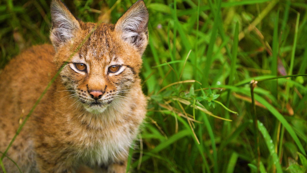 Dyrepasserne — Épisode 1