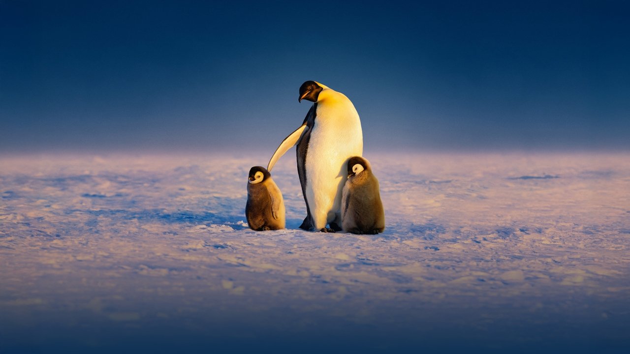 Secretos de los pingüinos
