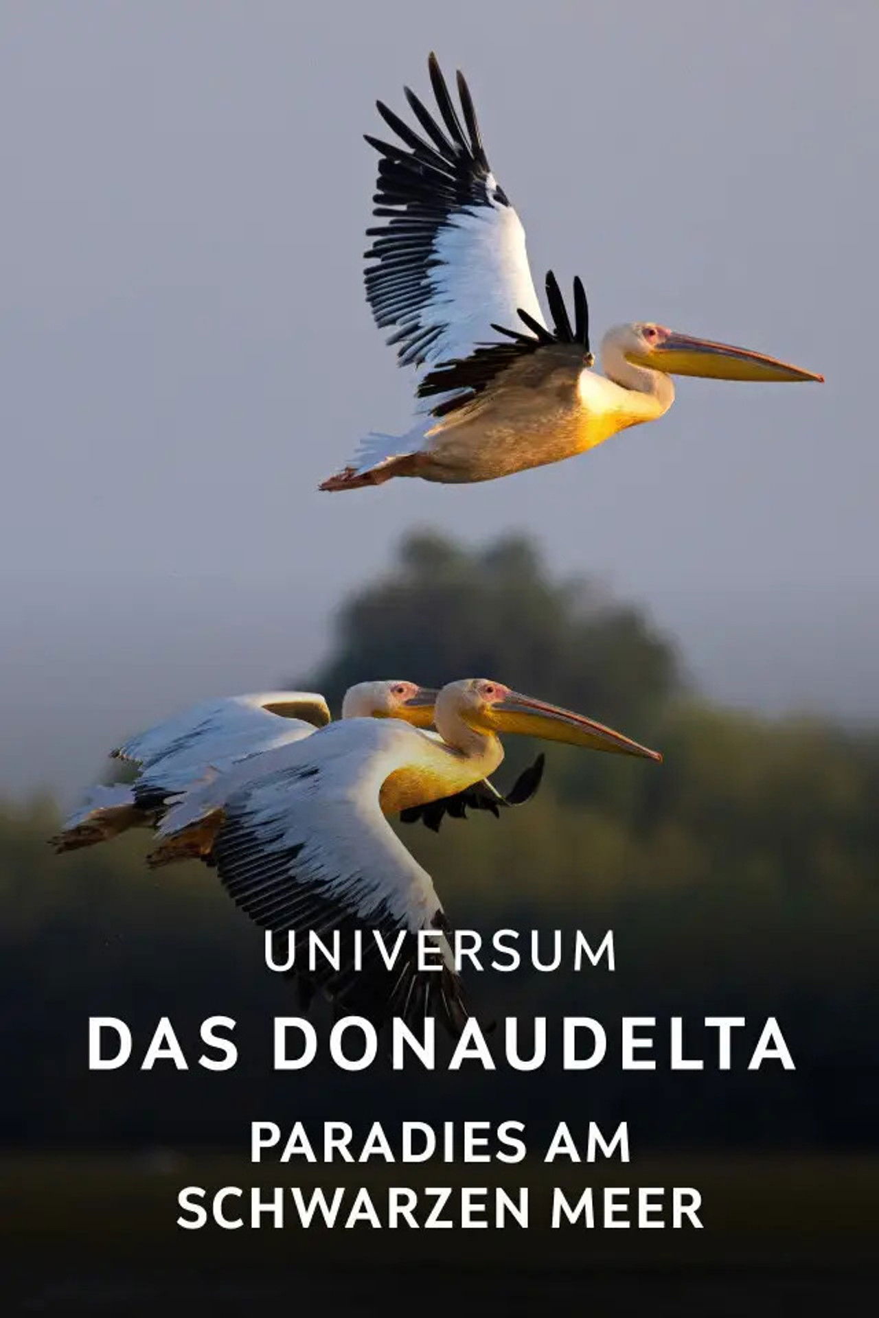 Das Donaudelta - Paradies am Schwarzen Meer Backdrop