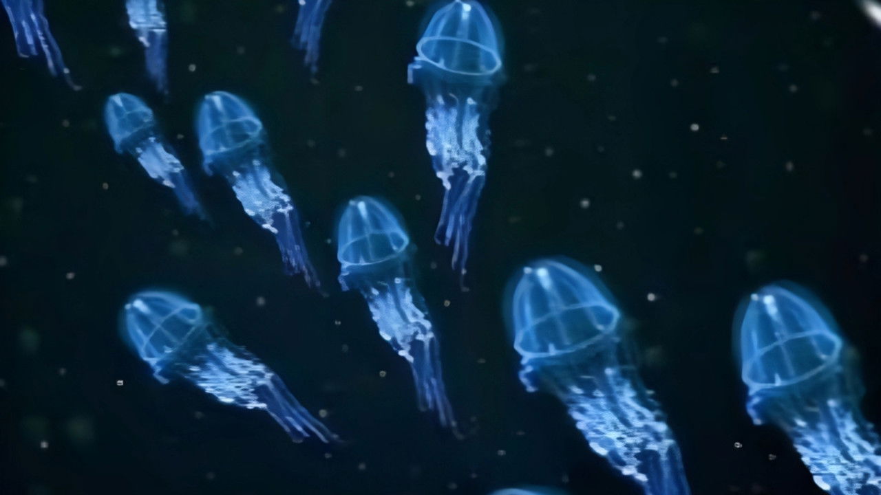 Nature - Season 21 Episode 3 : Dive to the Abyss