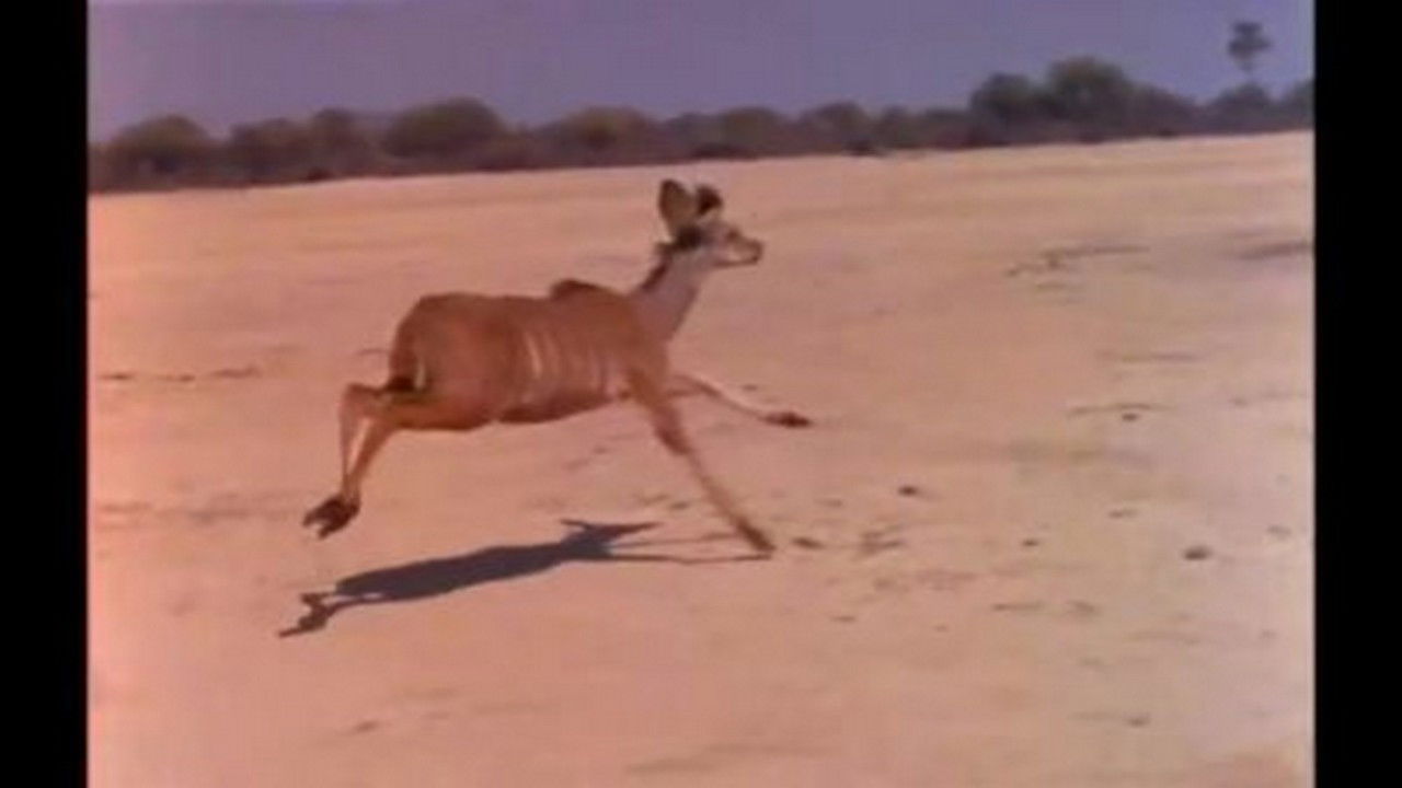 Mutual of Omaha's Wild Kingdom — Épisode 19