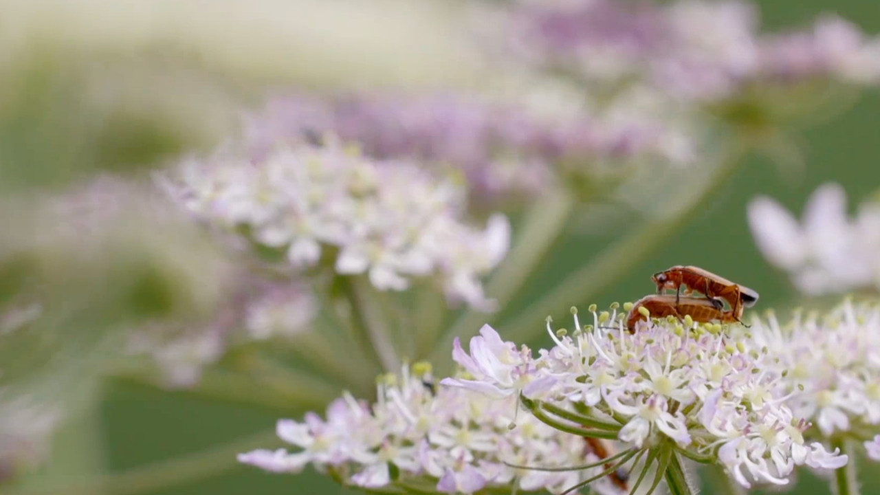 Inside the Forest Seasons of Wonder — Épisode 2