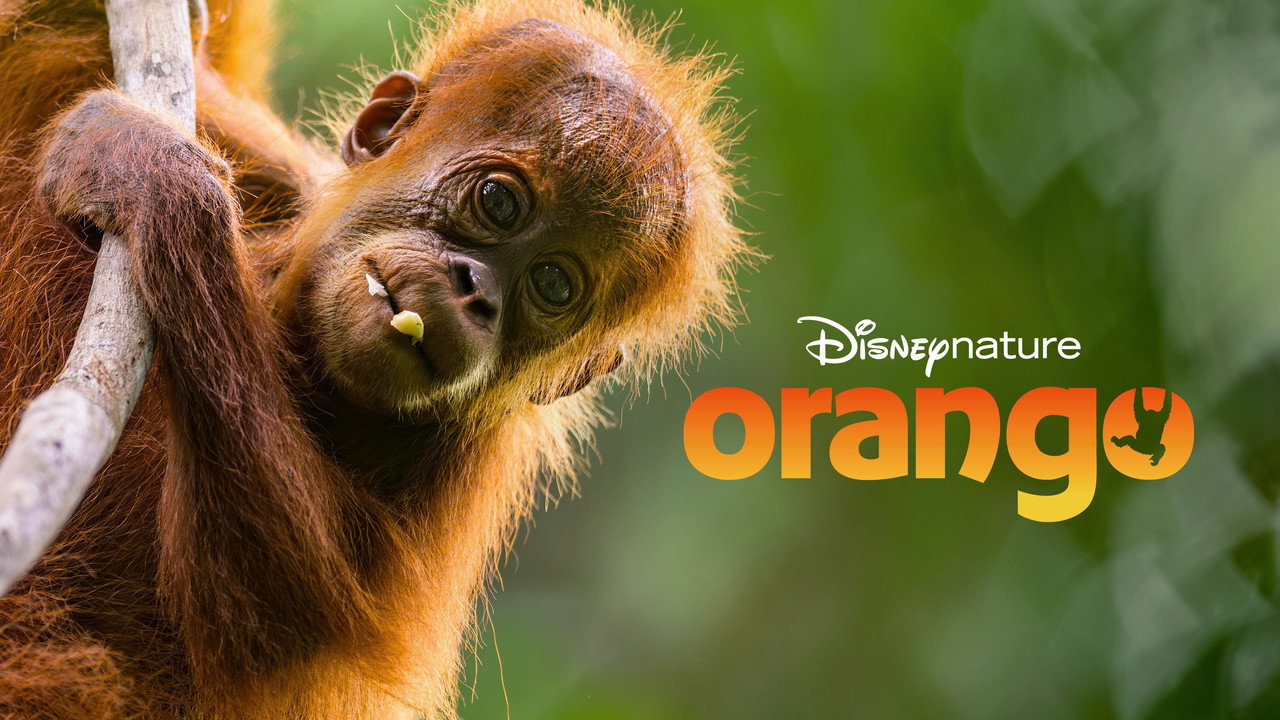 Orangutan backdrop