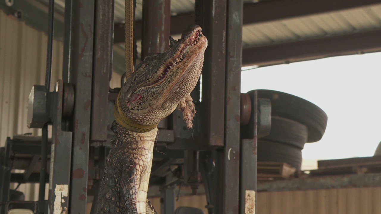 Swamp People - Season 15 Episode 11 : Full Moon Frenzy