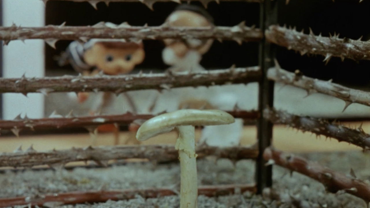 Cameraman Kõps in Mushroomland backdrop image